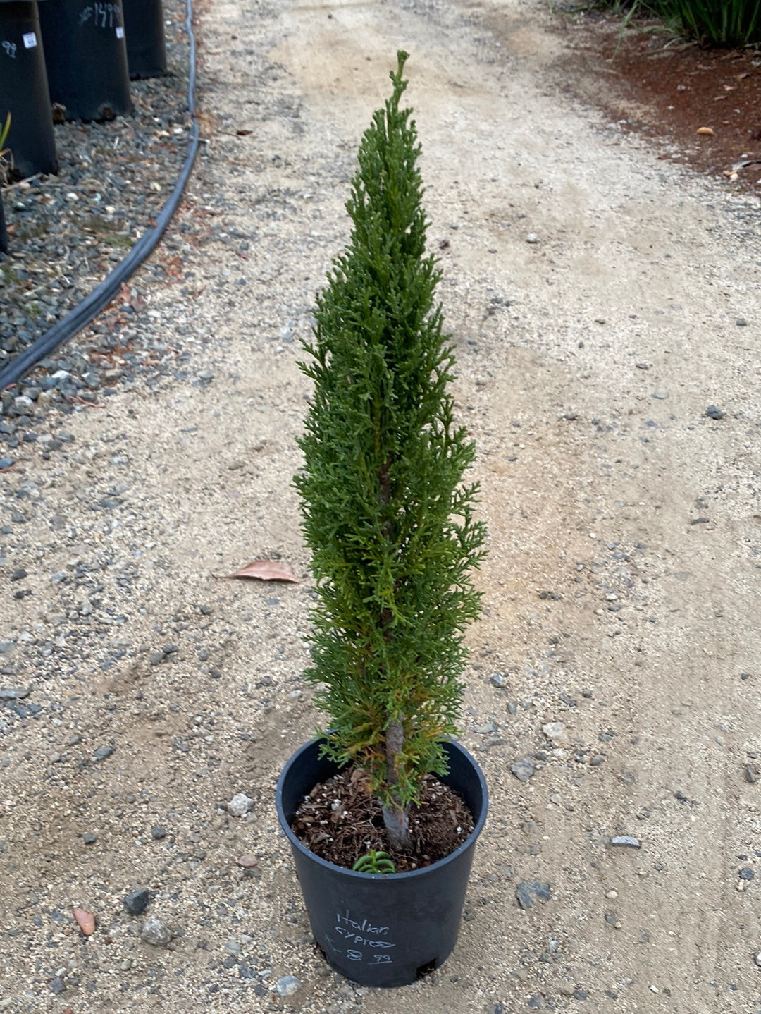 Cupressus sempervirens