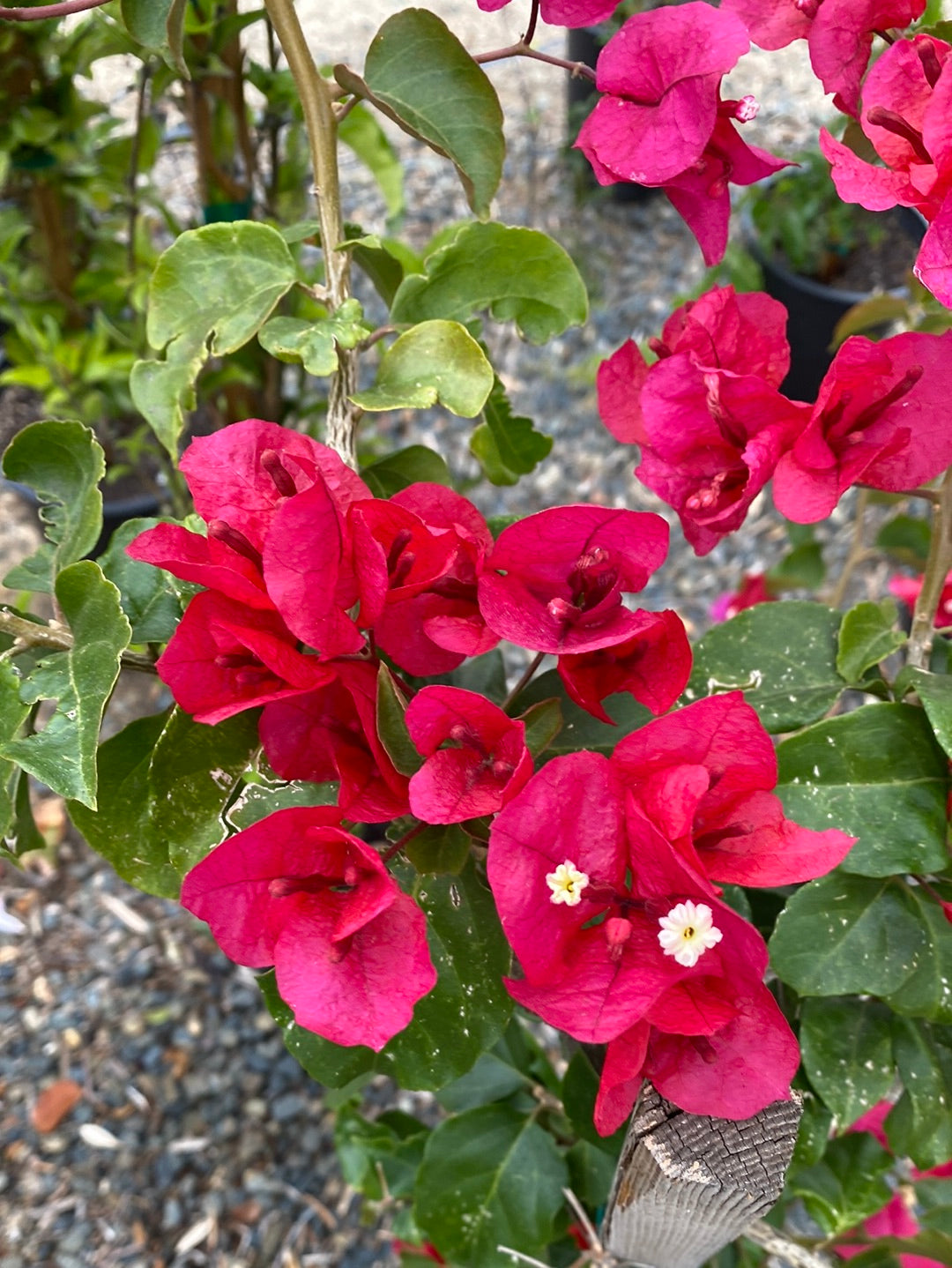 Bougainvillea spectabilis ‘Red Vine’