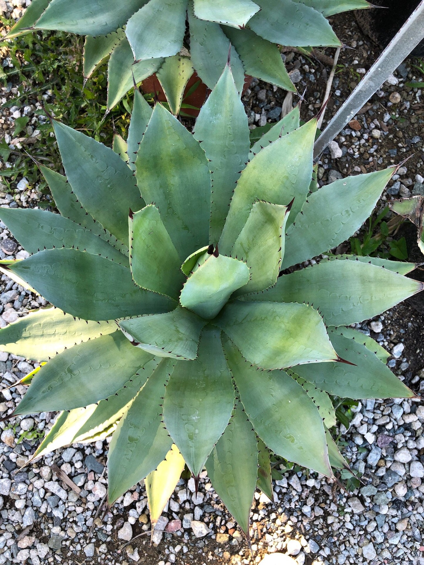 Agave parryi