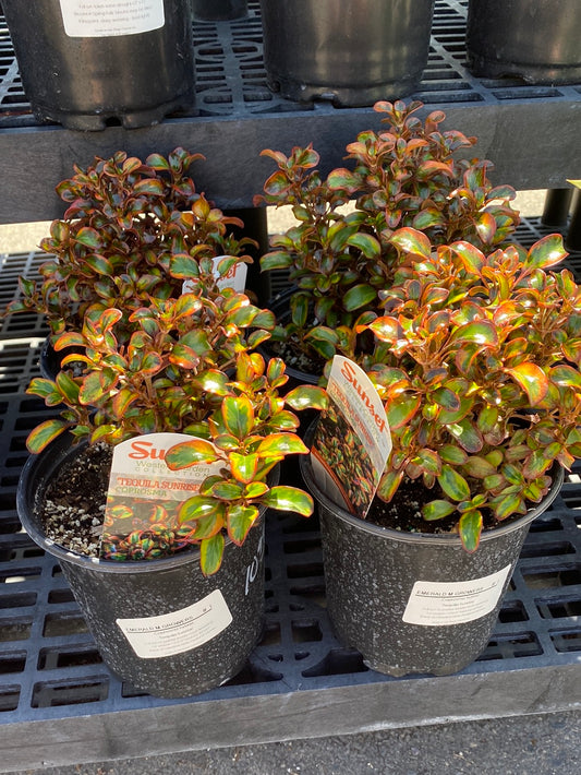 Coprosma hybrid ‘Tequila Sunrise’