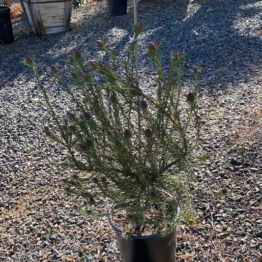 Leucadendron 'Jubilee Crown'