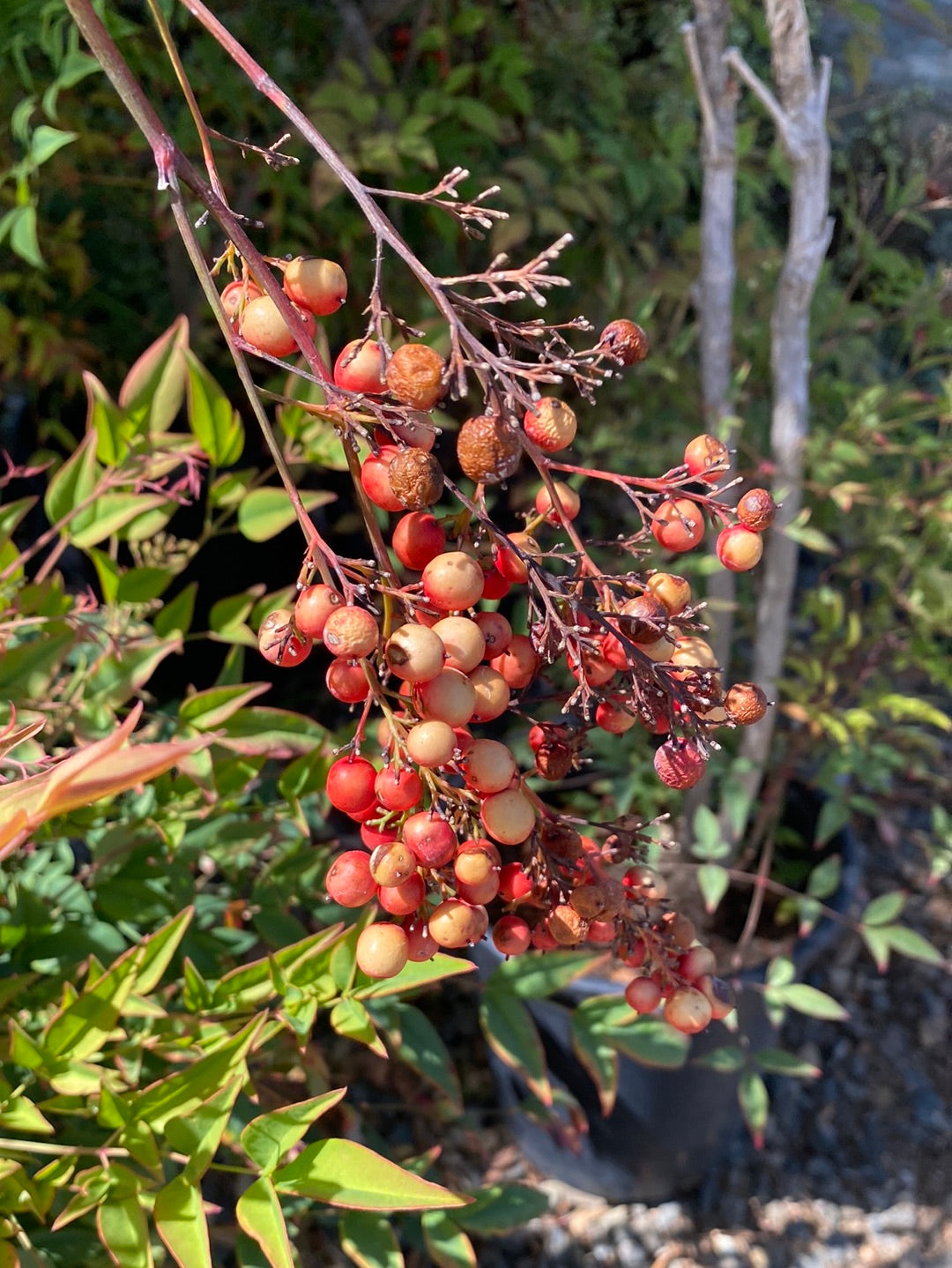 Nandina domestica