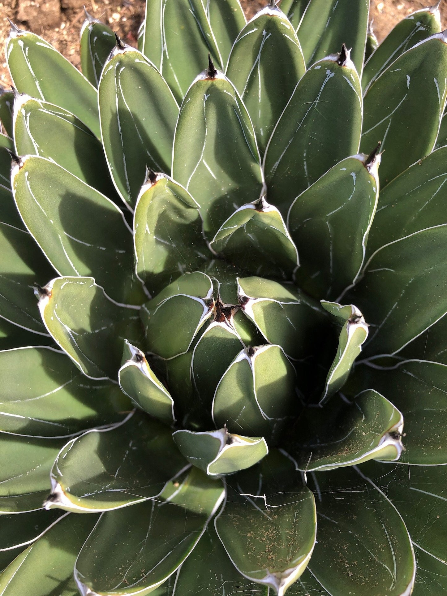 Agave victoriae-reginae 'Porcupine'