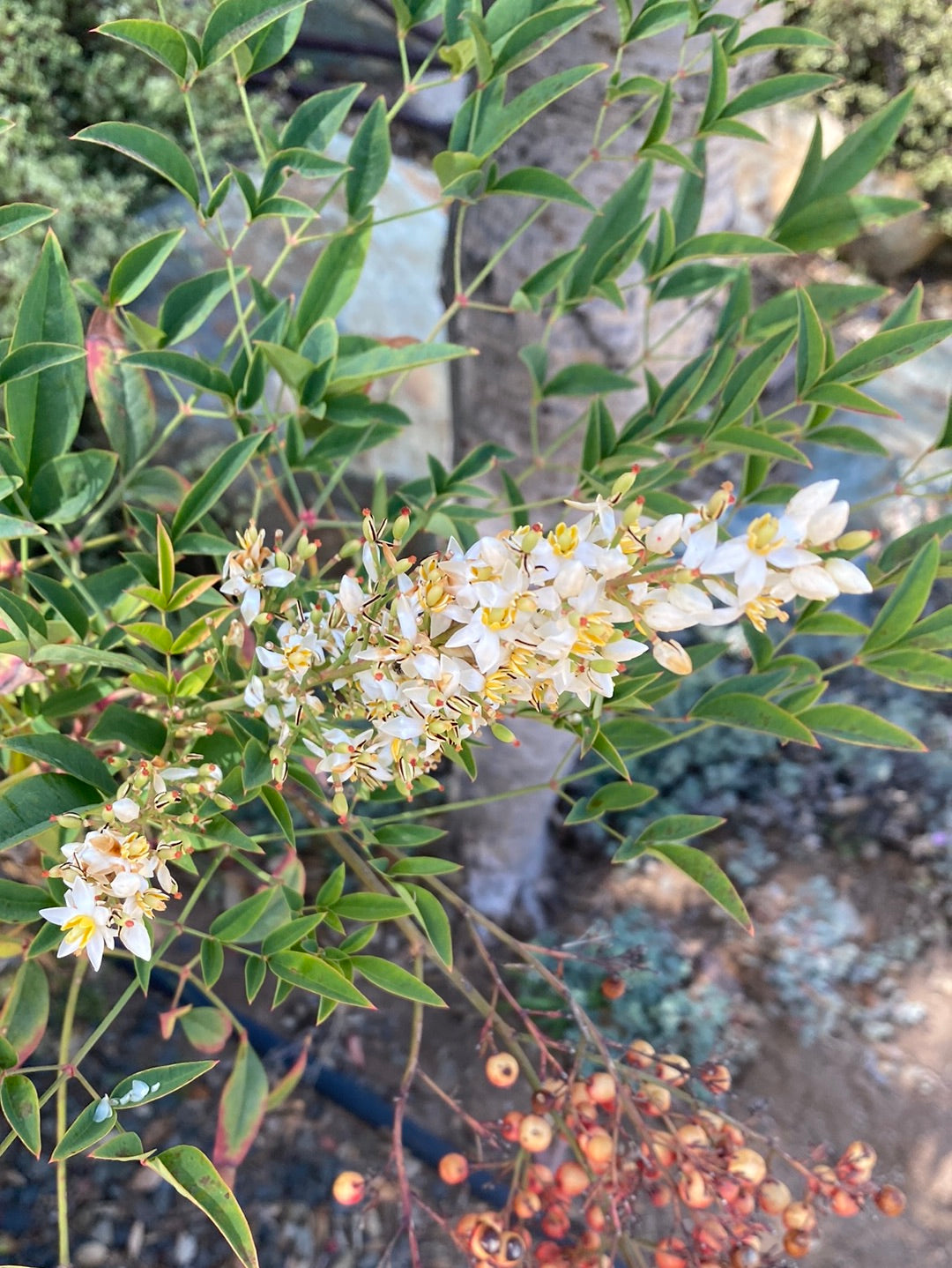 Nandina domestica