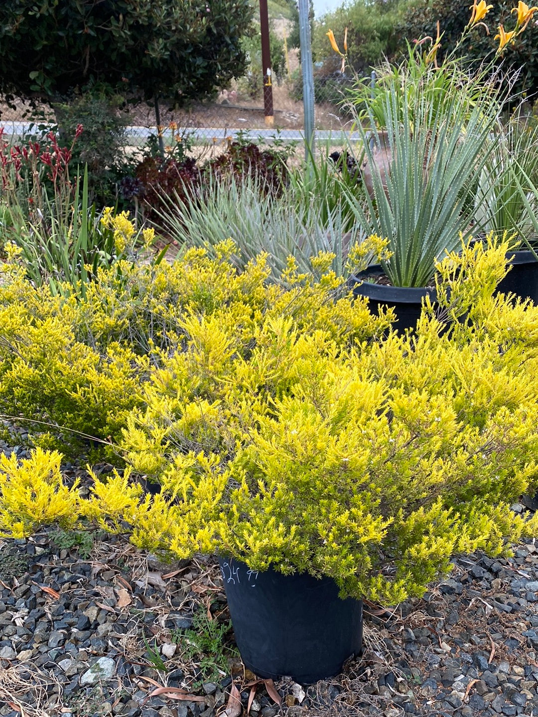 Coleonema pulchrum ‘Sunset Gold’