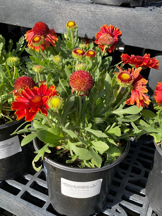 Gaillardia ‘Spintop’