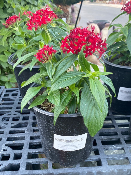 Pentas lanceolata ‘Lucky Star’