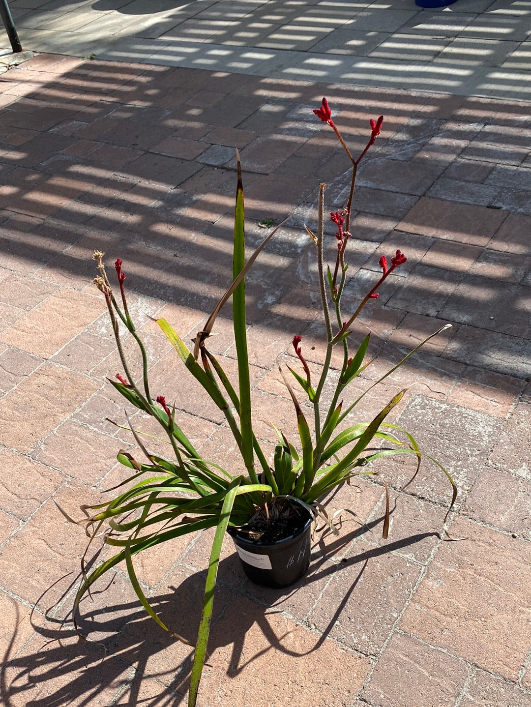 Anigozanthes x hybrida ‘Red’