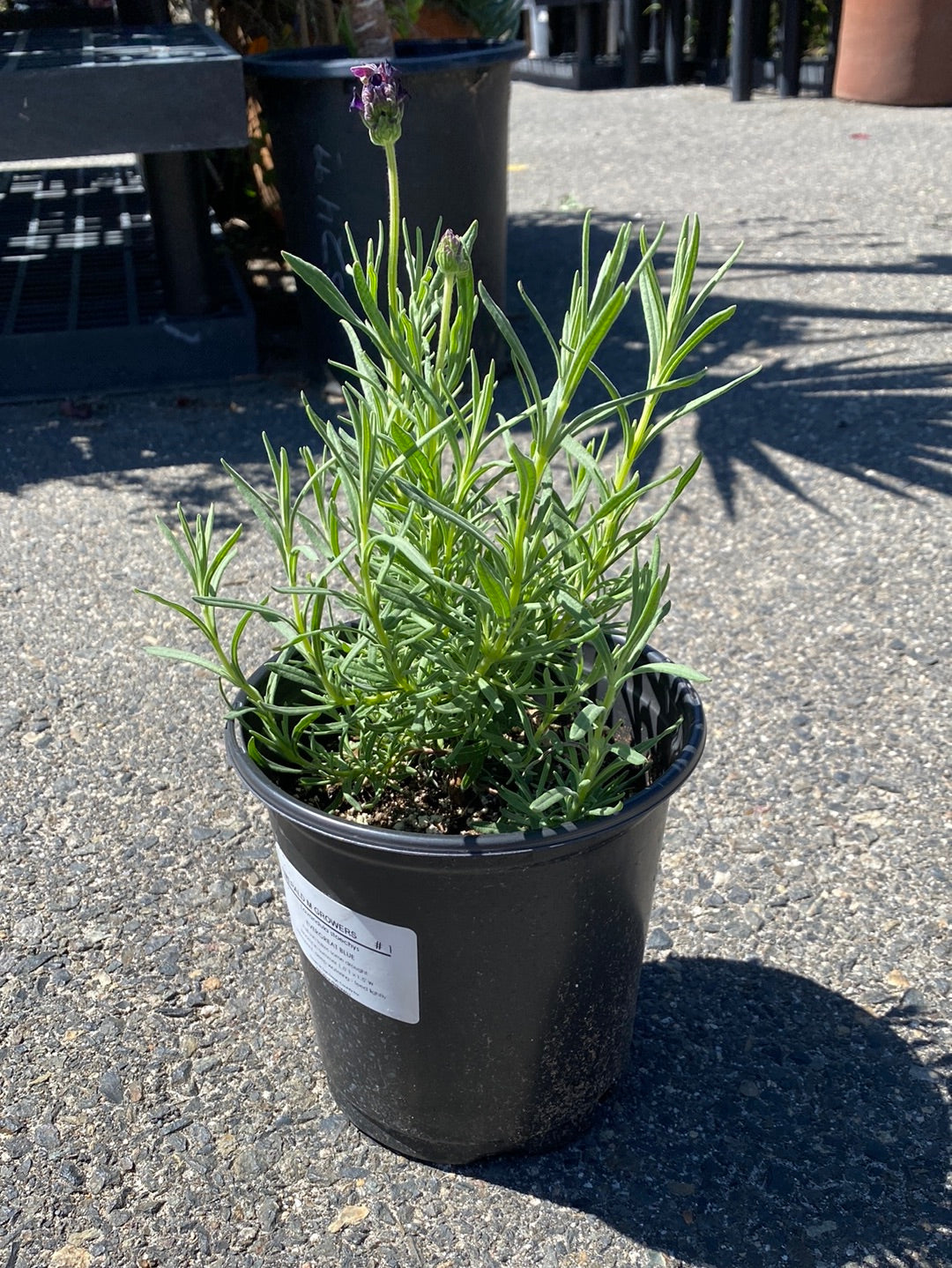 Lavandula stoechys ‘Evergreat Blue’