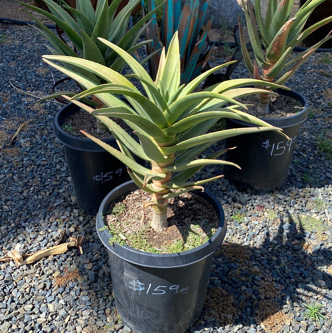 Aloe Hercules