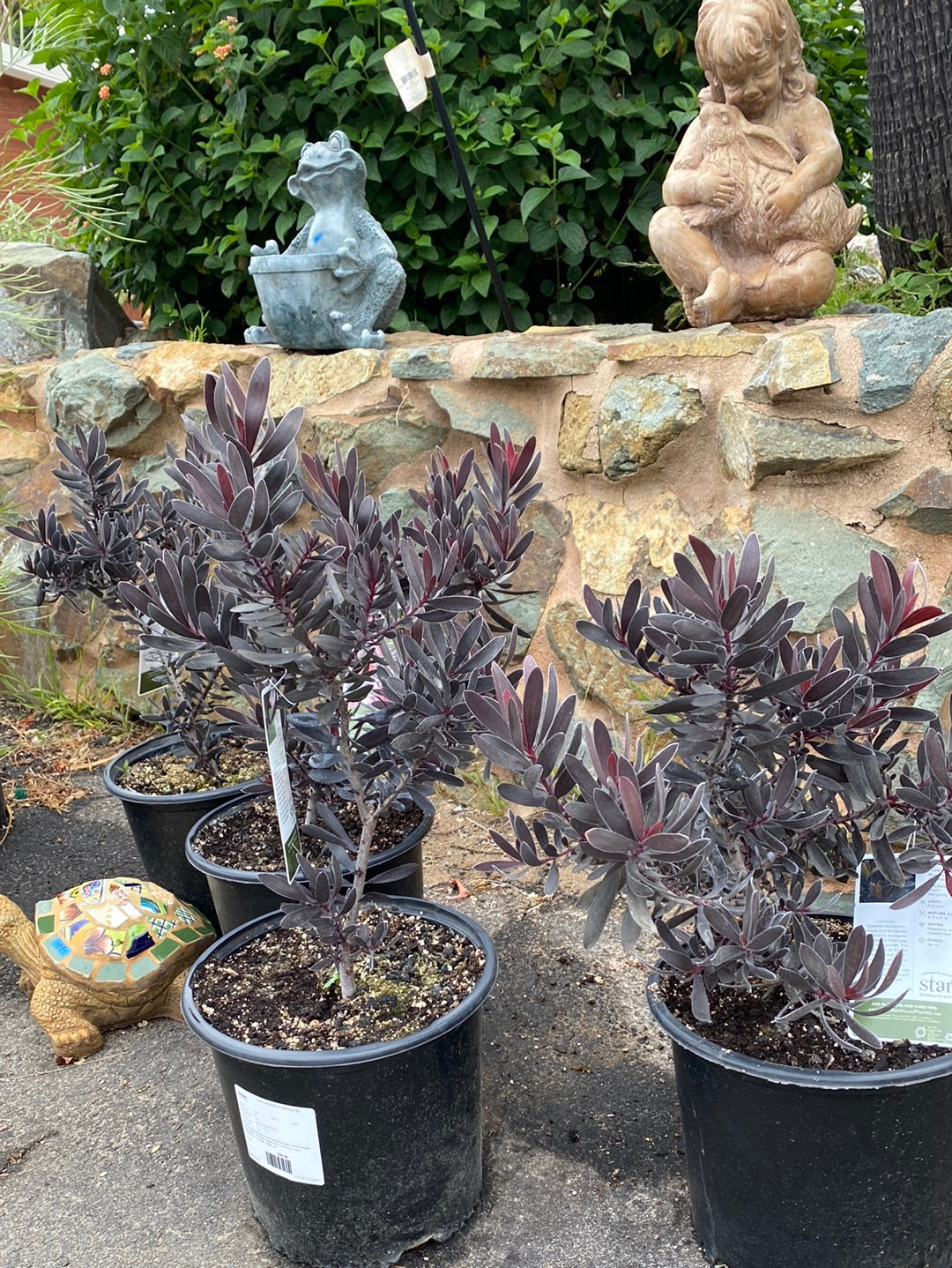 Leucadendron Ebony