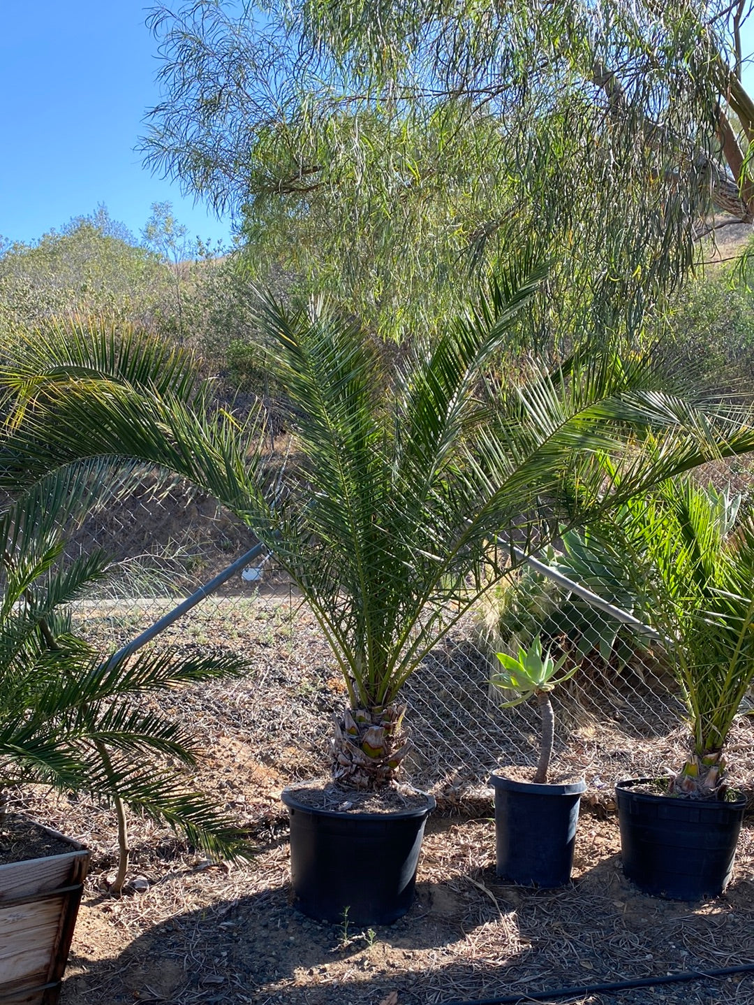 Phoenix canariensis