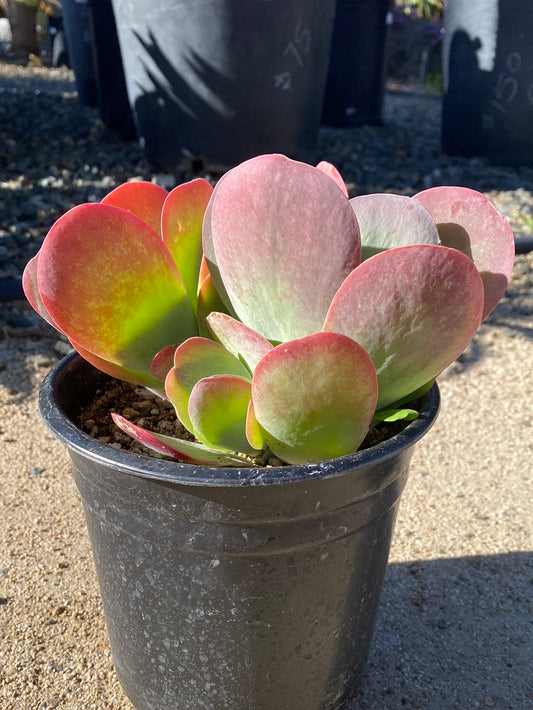 Kalanchoe thyrsiflora