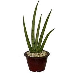 Sansevieria Cylindrica