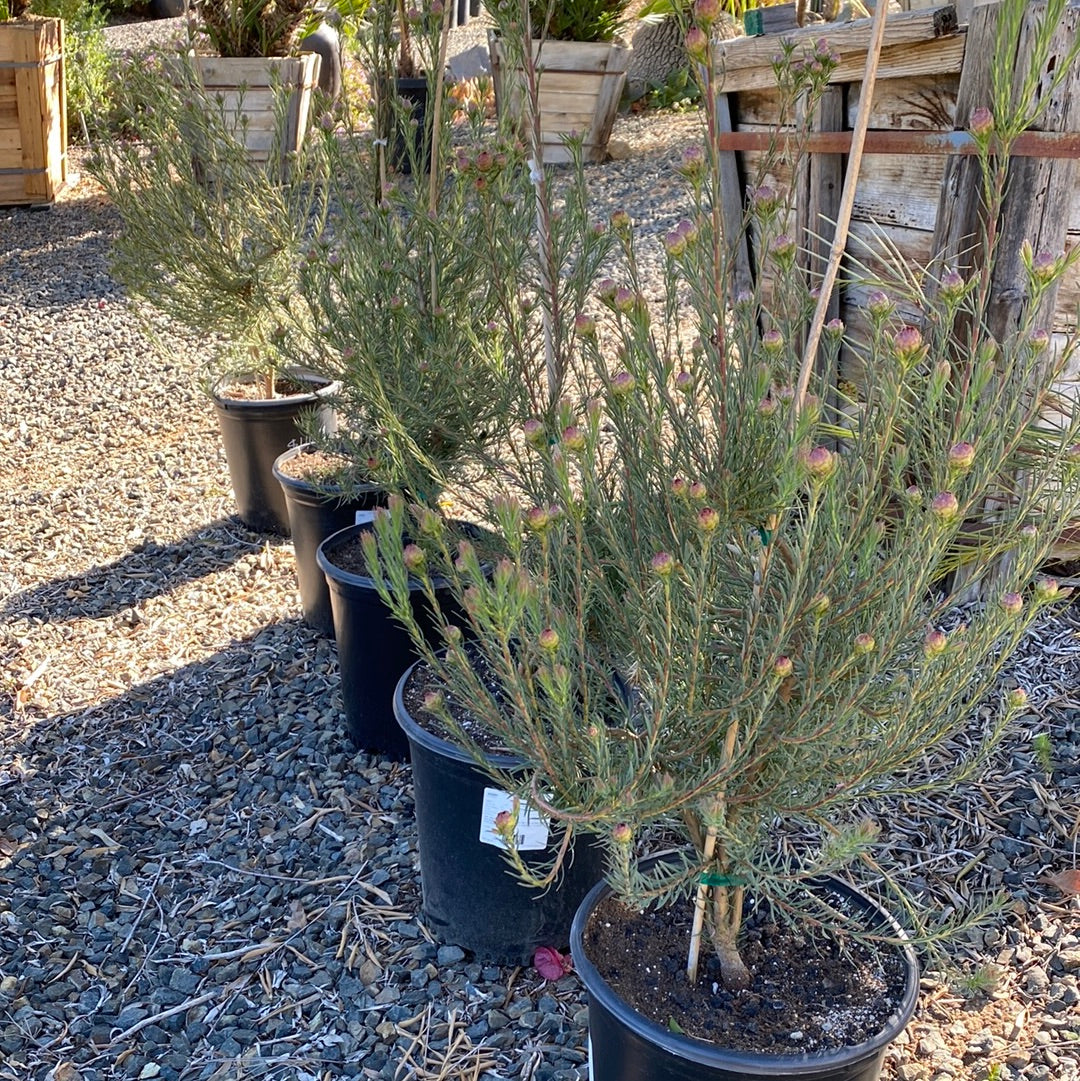 Leucadendron 'Jubilee Crown'