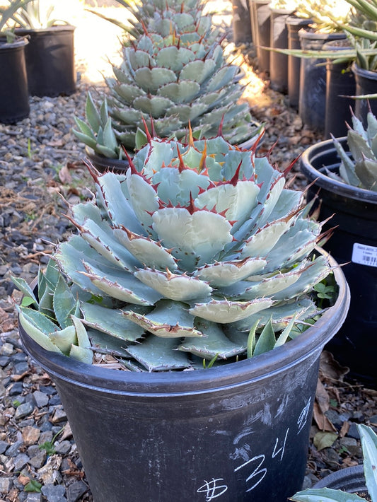 Agave potatorum ‘Butterfly’