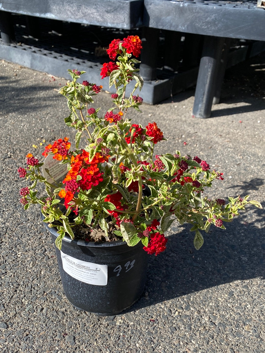 Lantana camara ‘Sunset’