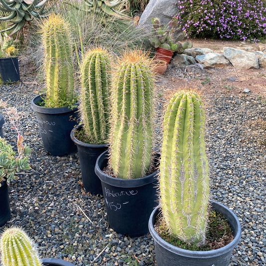 Echinopsis terscheckii