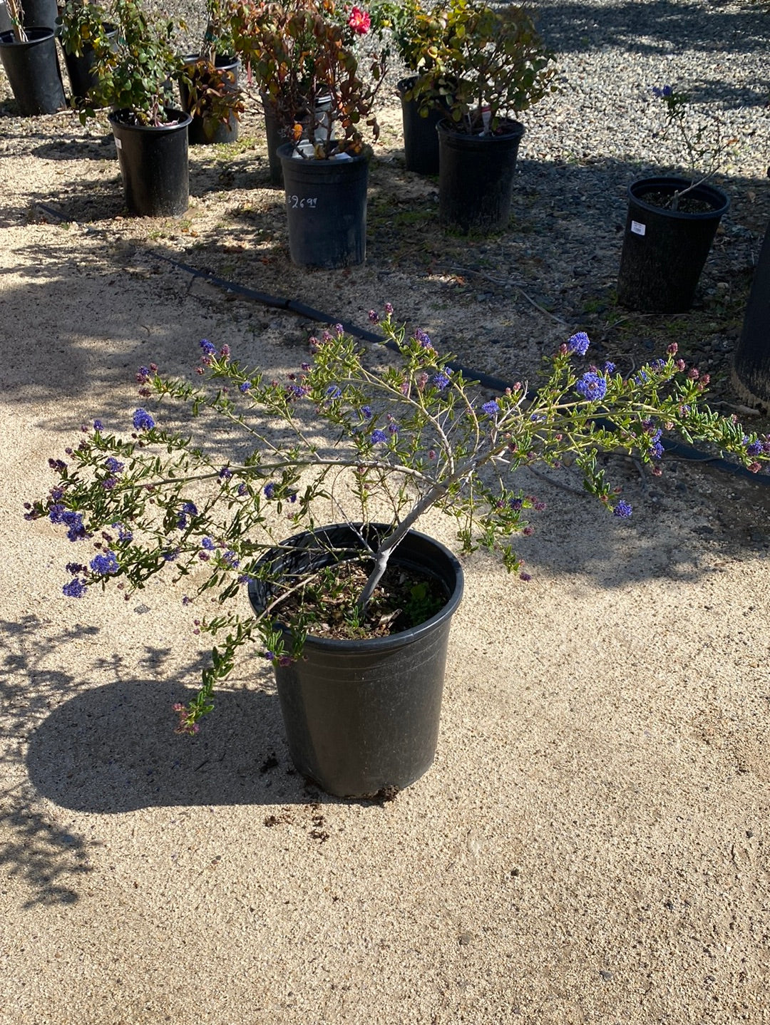 Ceanothus ‘Concha’