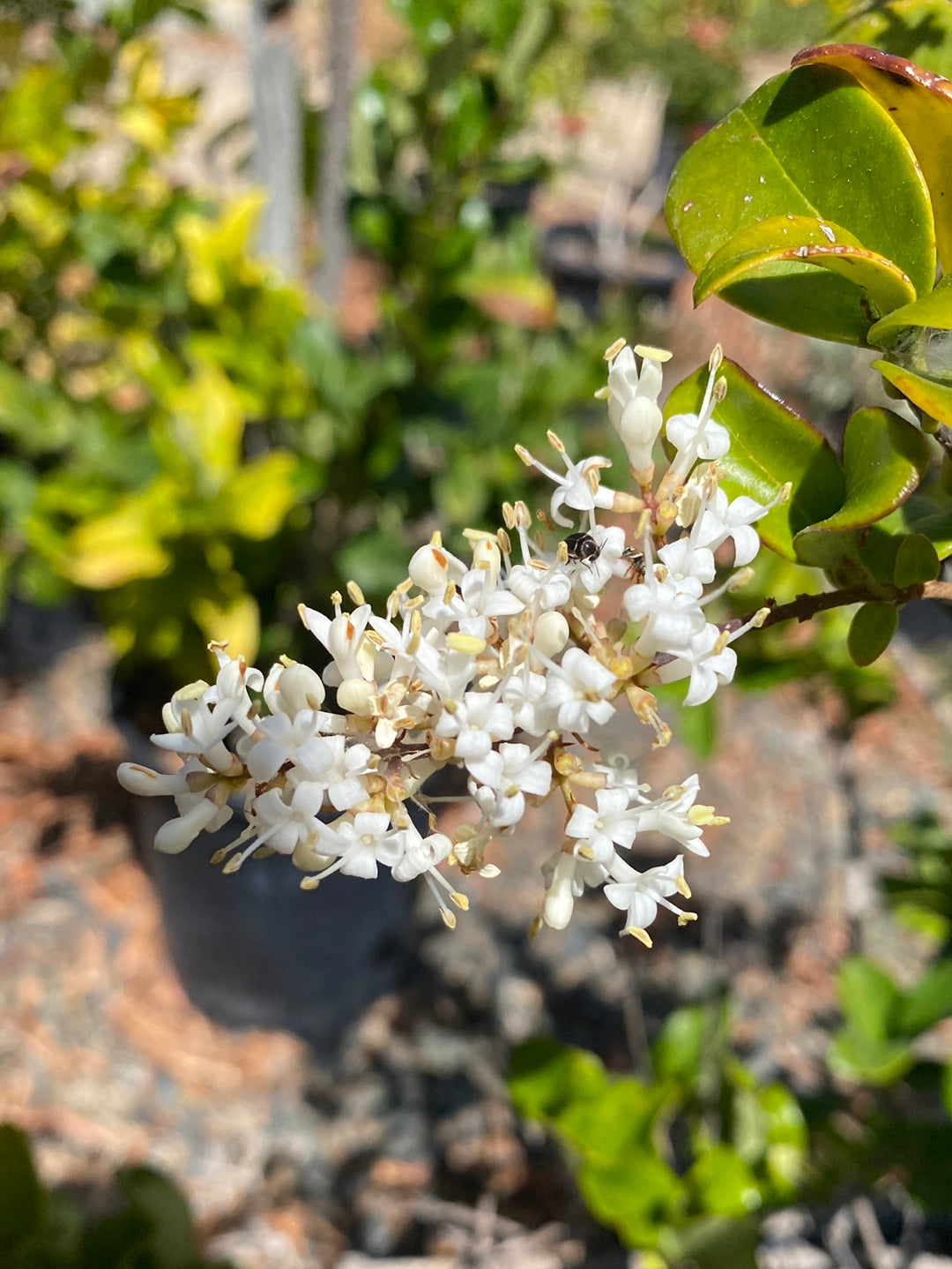 Ligustrum japonicum ‘Texanum’