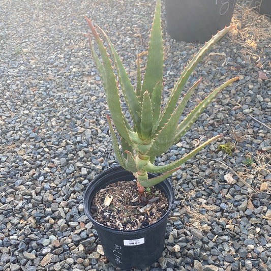 Aloe africana