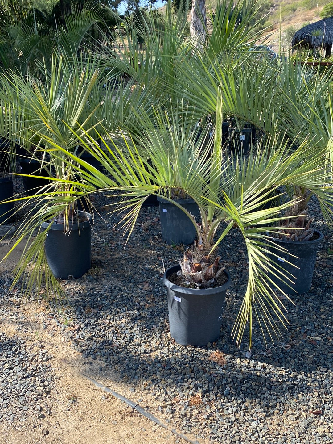 Butia odorata 'Green'