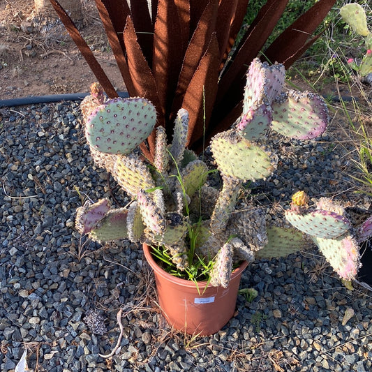 Opuntia violaceae ‘Santa Rita’