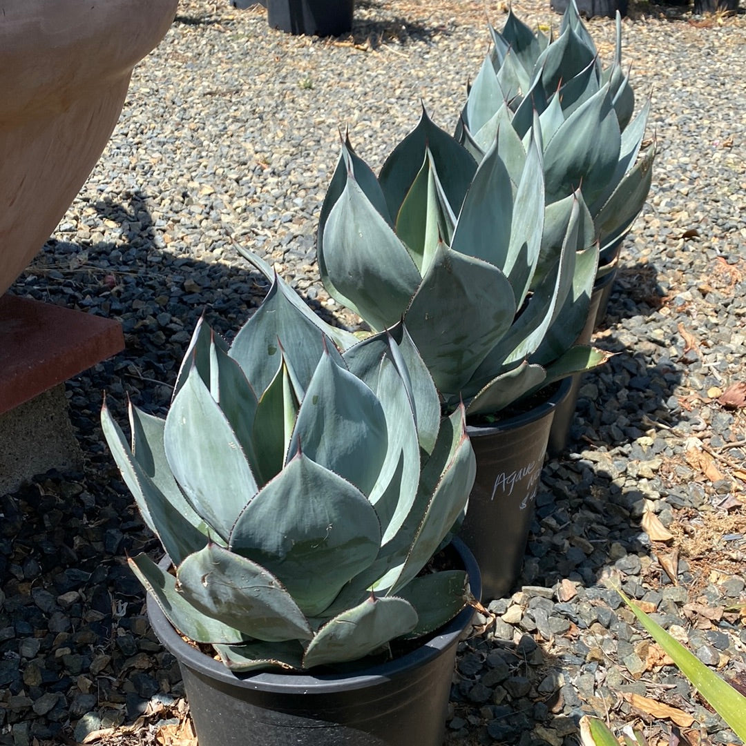 Agave celsii ‘Nova’