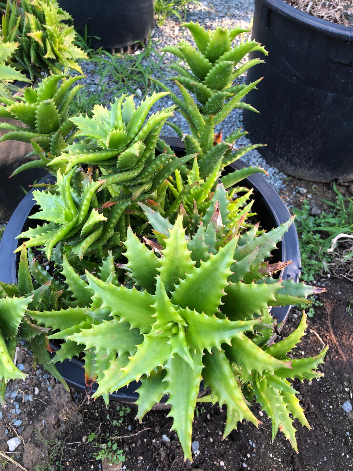 Aloe dorotheae