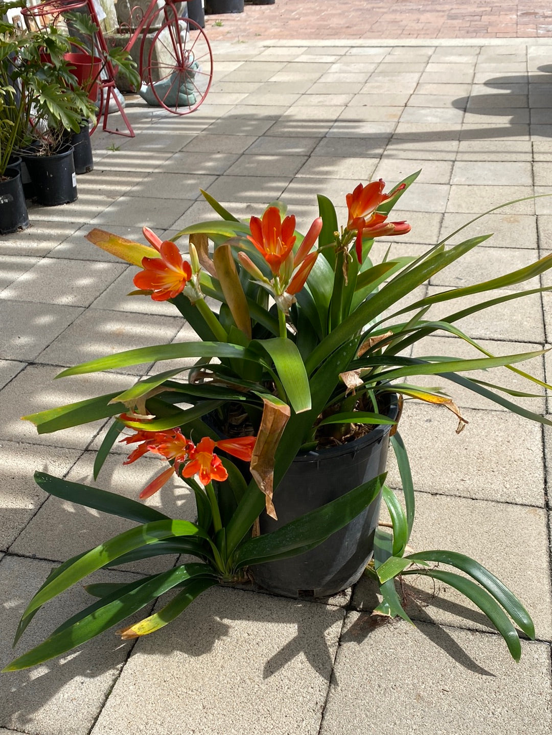 Clivia miniata