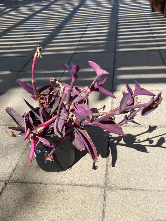 Trandescantia pallida 'Purpurea'