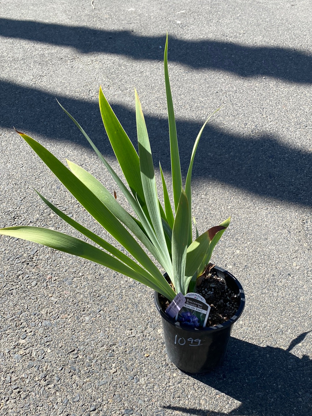 Bearded Iris