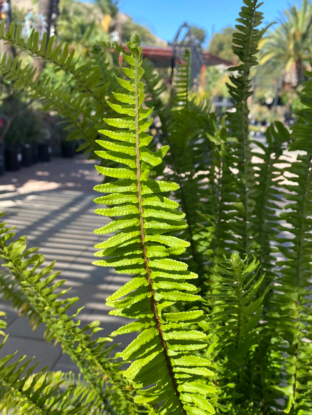 Polystichum munitum