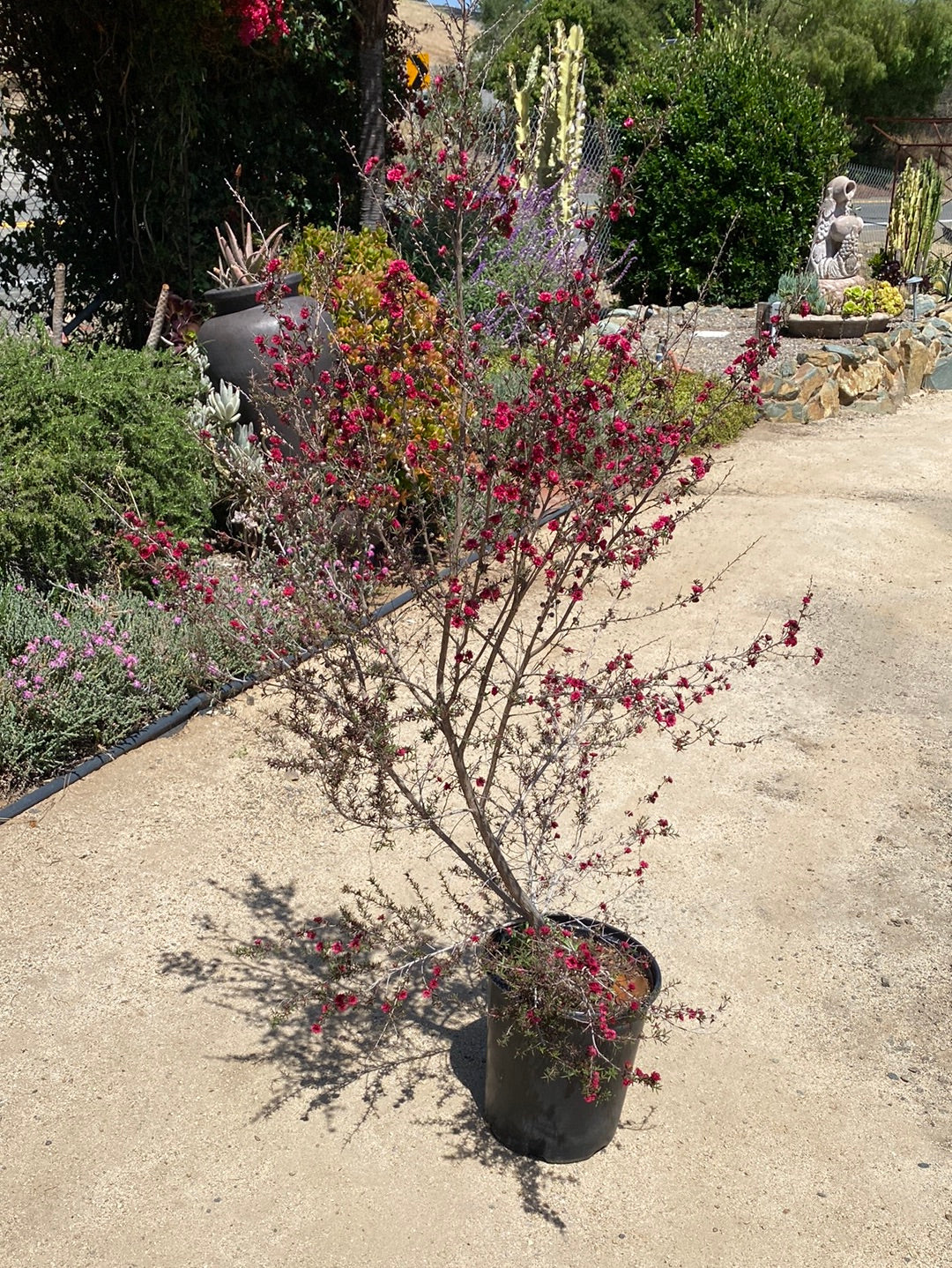 Leptospermum scoparium ‘Ruby Glow’