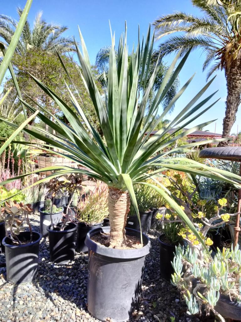 Dracaena Draco