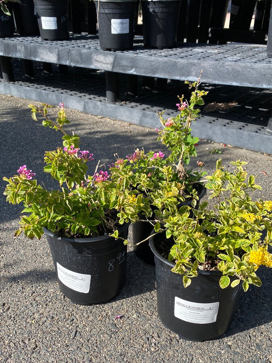 Lantana camara