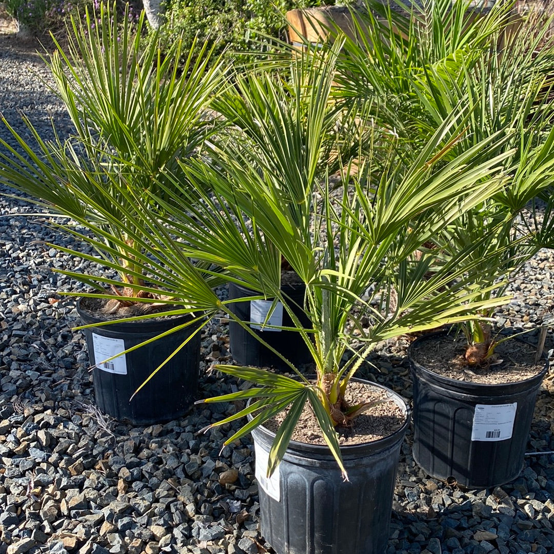 Chamaerops humilis