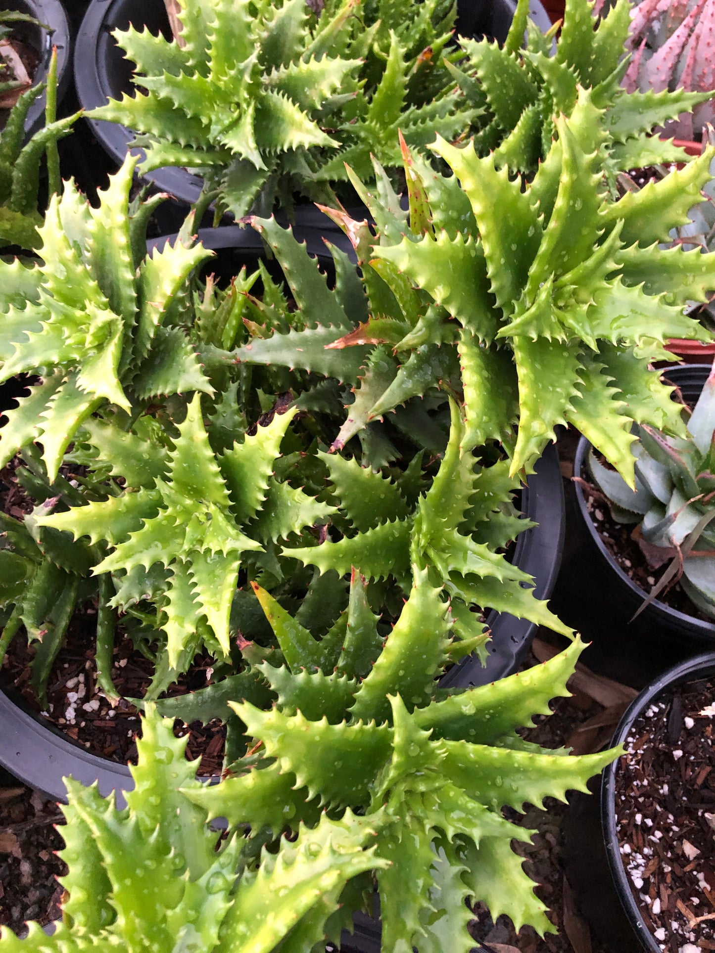 Aloe dorotheae