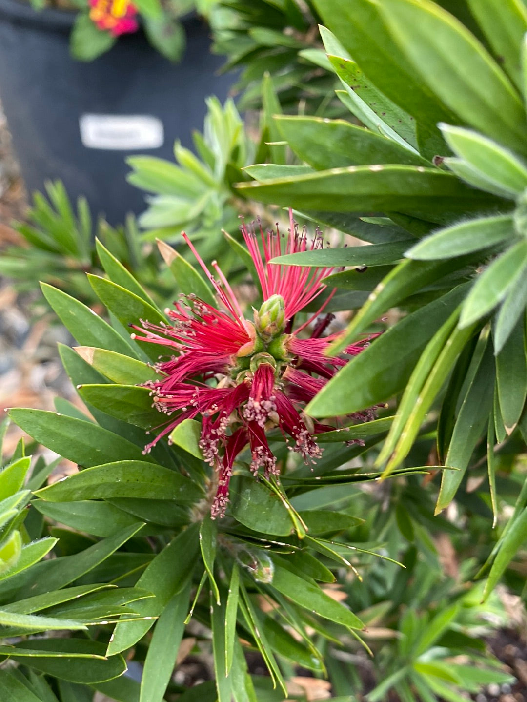 Callistemon viminalis ‘Little John’