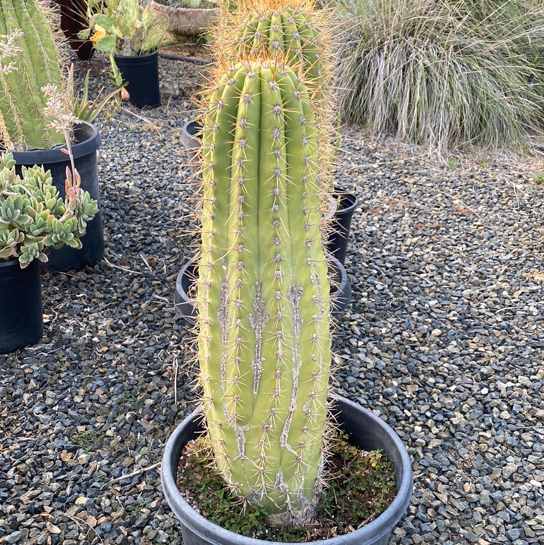 Echinopsis terscheckii