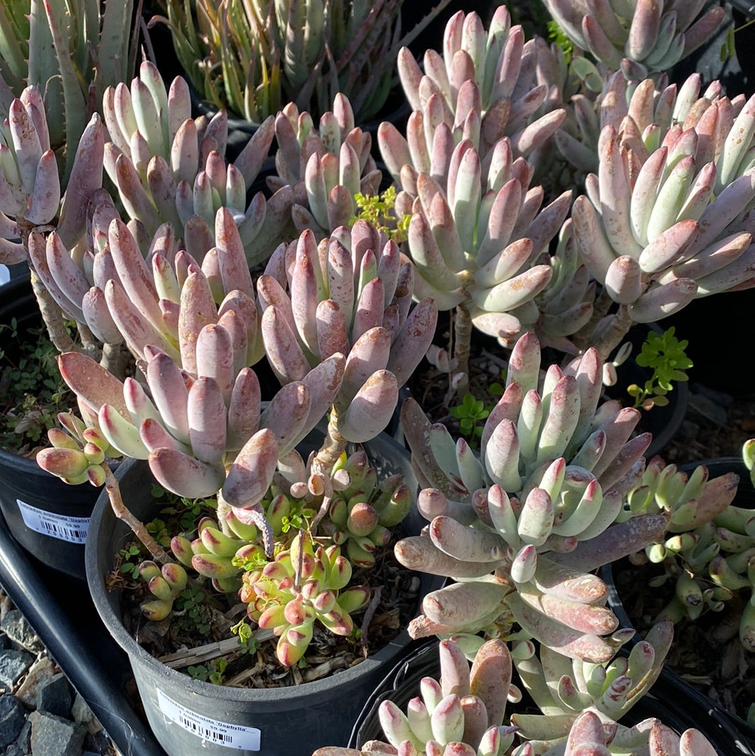 Cotyledon orbiculata ‘Oophylla’