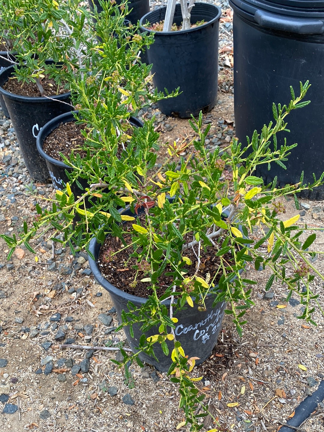 Ceanothus ‘Concha’