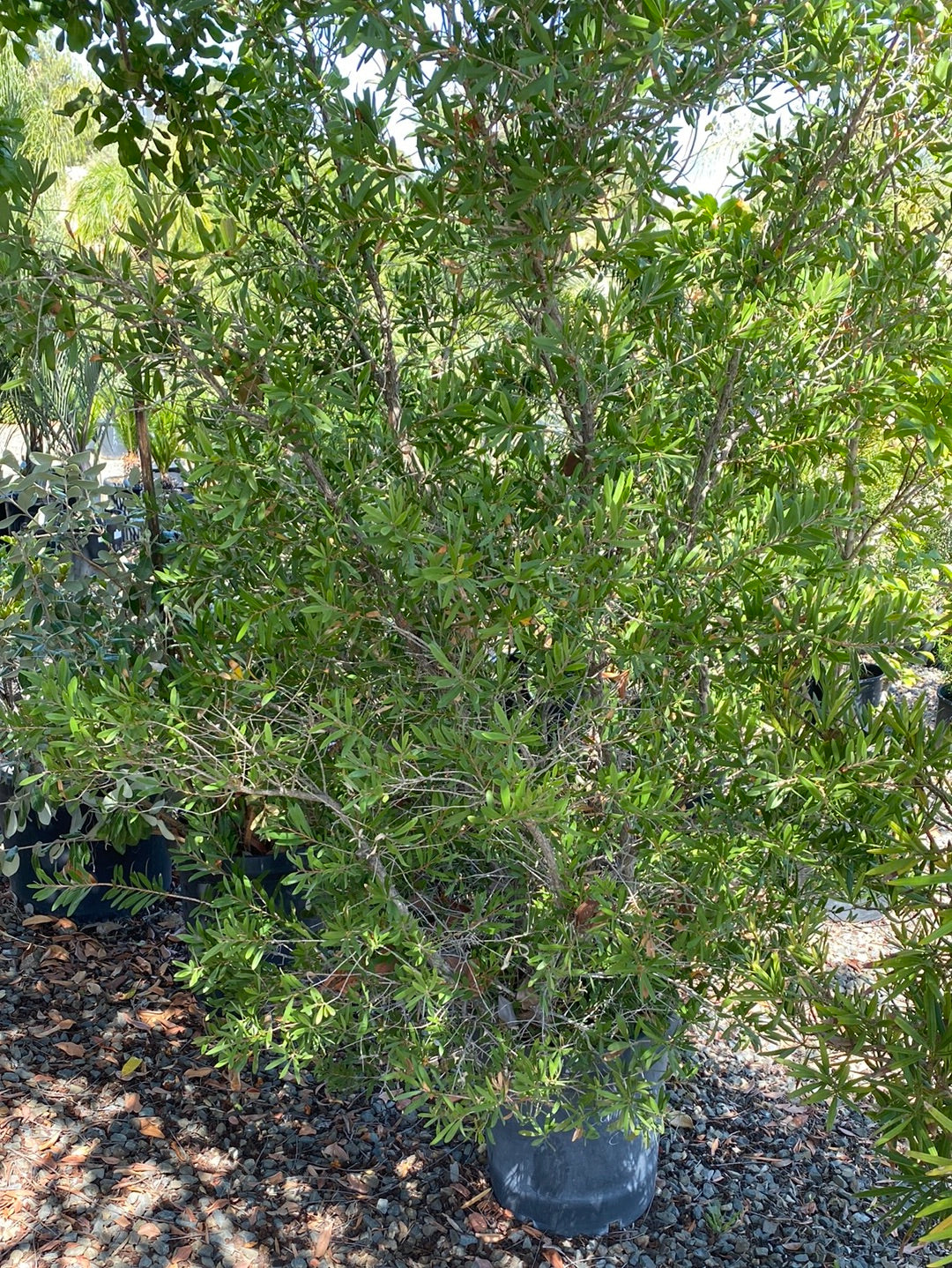 Callistemon lanceolatus ‘Splendens’