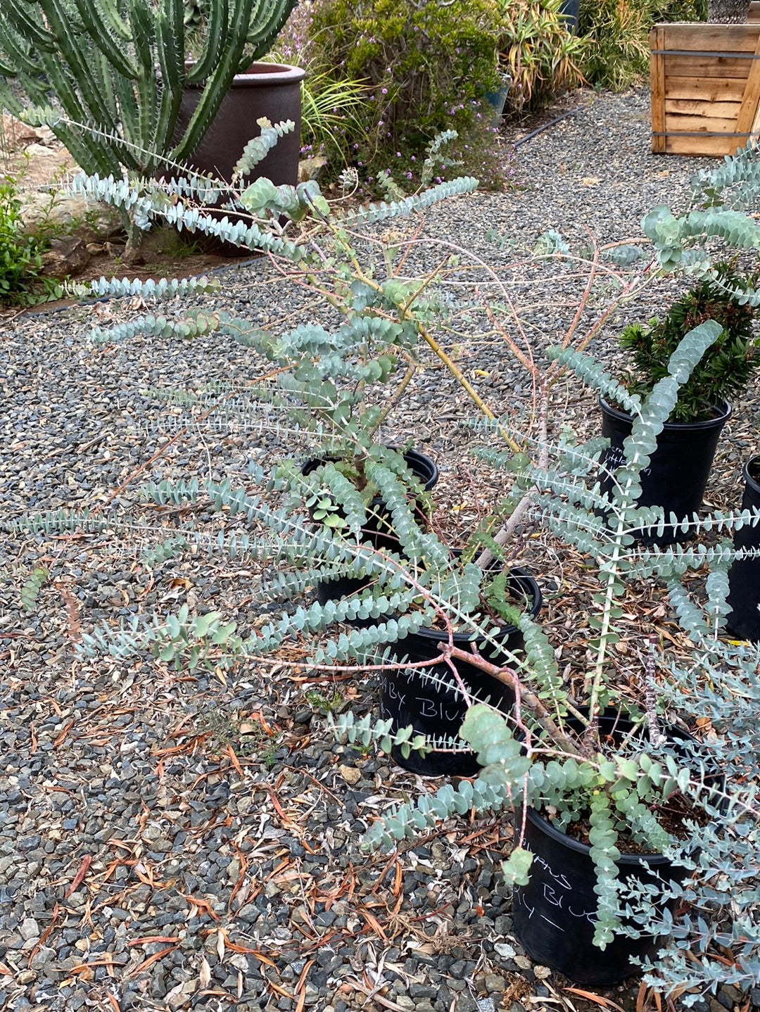 Eucalyptus pulverulenta ‘Baby Blue’