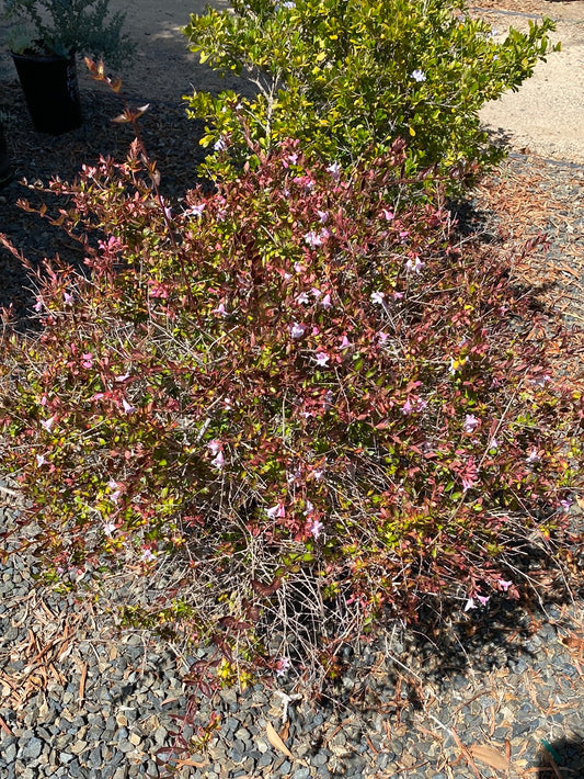 Escallonia rubra