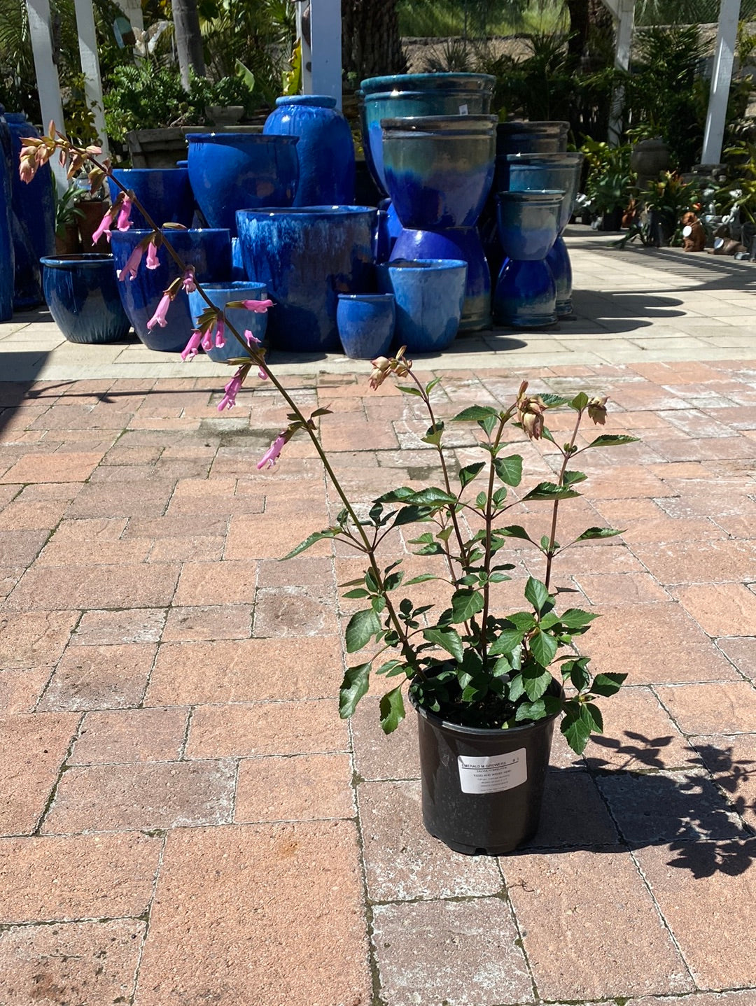 Salvia hybrid ‘Kisses and Wishes’