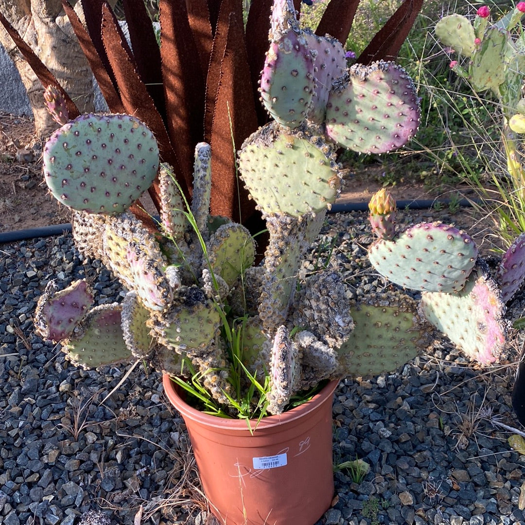 Opuntia violaceae ‘Santa Rita’