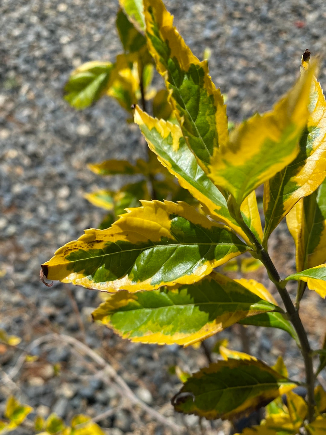 Duranta erecta ‘Variegated’