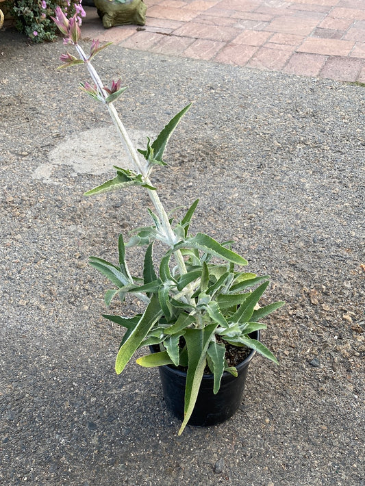 Salvia canariensis