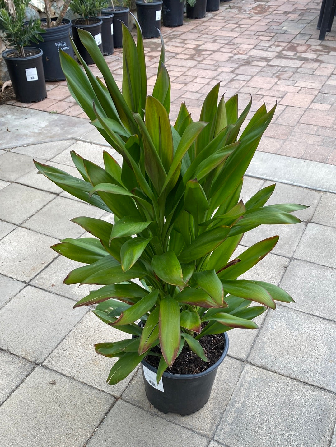 Cordyline Glauca